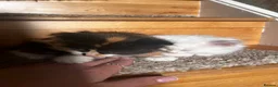 Turkish Angora cats for sale: Turkish Angora Playful Kittens - Advert 25