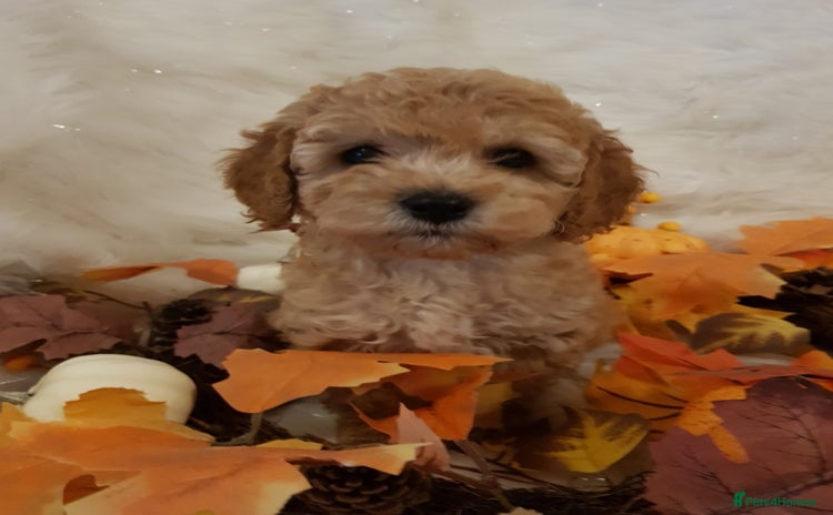 Cavapoo dogs - Advert 1