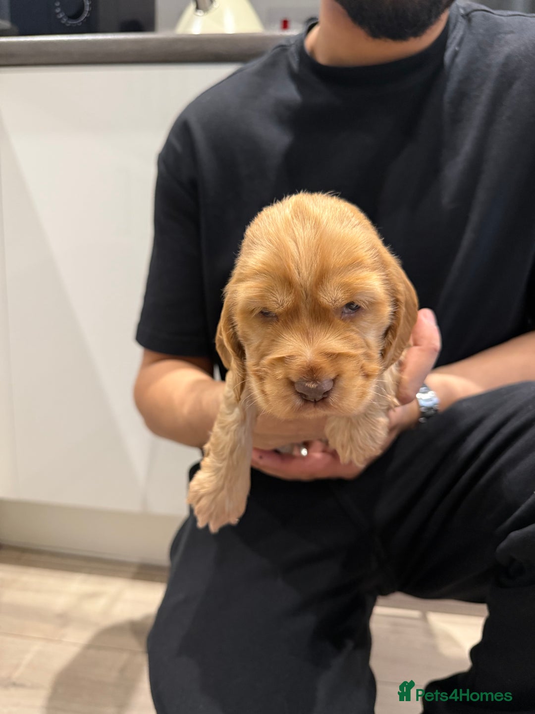 Cocker Spaniel dogs for sale: Exceptionally Beautiful Show Cockers  - Advert 8