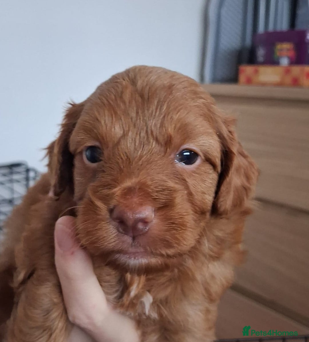 Cockapoo dogs for sale: ** ADORABLE COCKAPOO PUPPIES ** - Advert 11