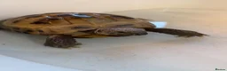 Hermann Tortoise reptiles for sale: Hermann tortoise  in Barnsley - Advert 8