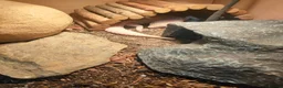 Gecko reptiles for sale: Leopard gecko  in Rowley Regis - Advert 5