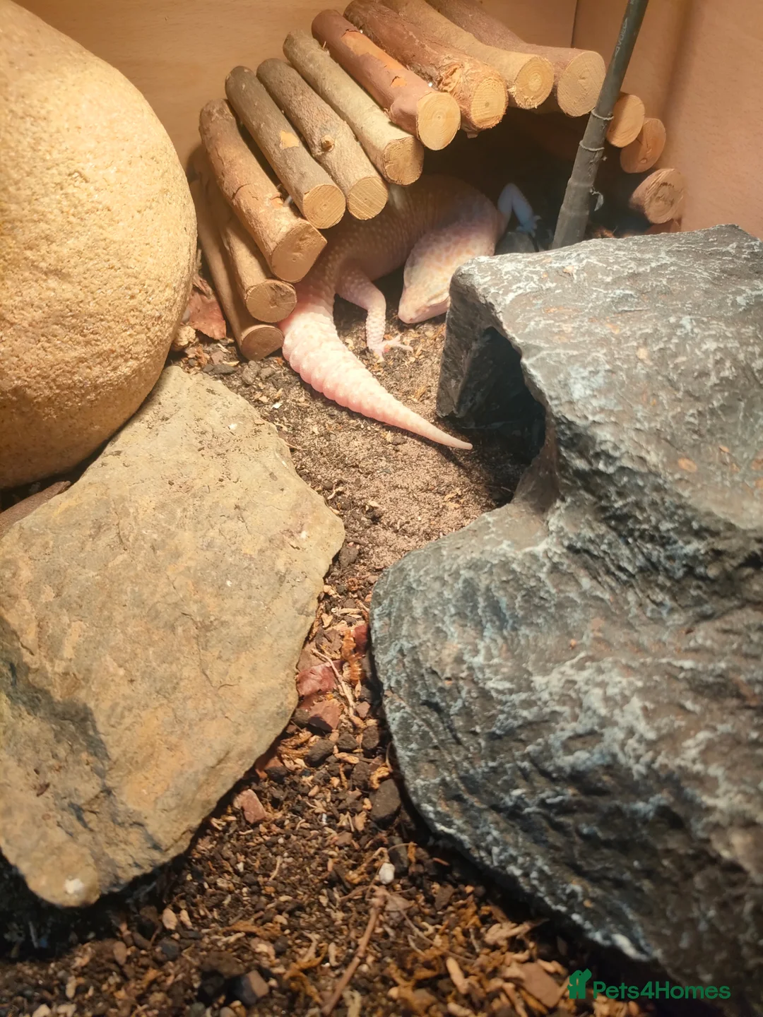 Gecko reptiles for sale: Leopard gecko  in Rowley Regis - Advert 5