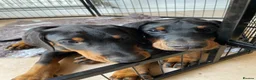 Dobermann dogs for sale: REDUCED TO £1200 1 boy left! 9 Doberman Puppies - Advert 10