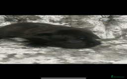 Staffordshire Bull Terrier dogs for sale: KC Reg Staffy Puppies Ready 3rd Dec - Image 11