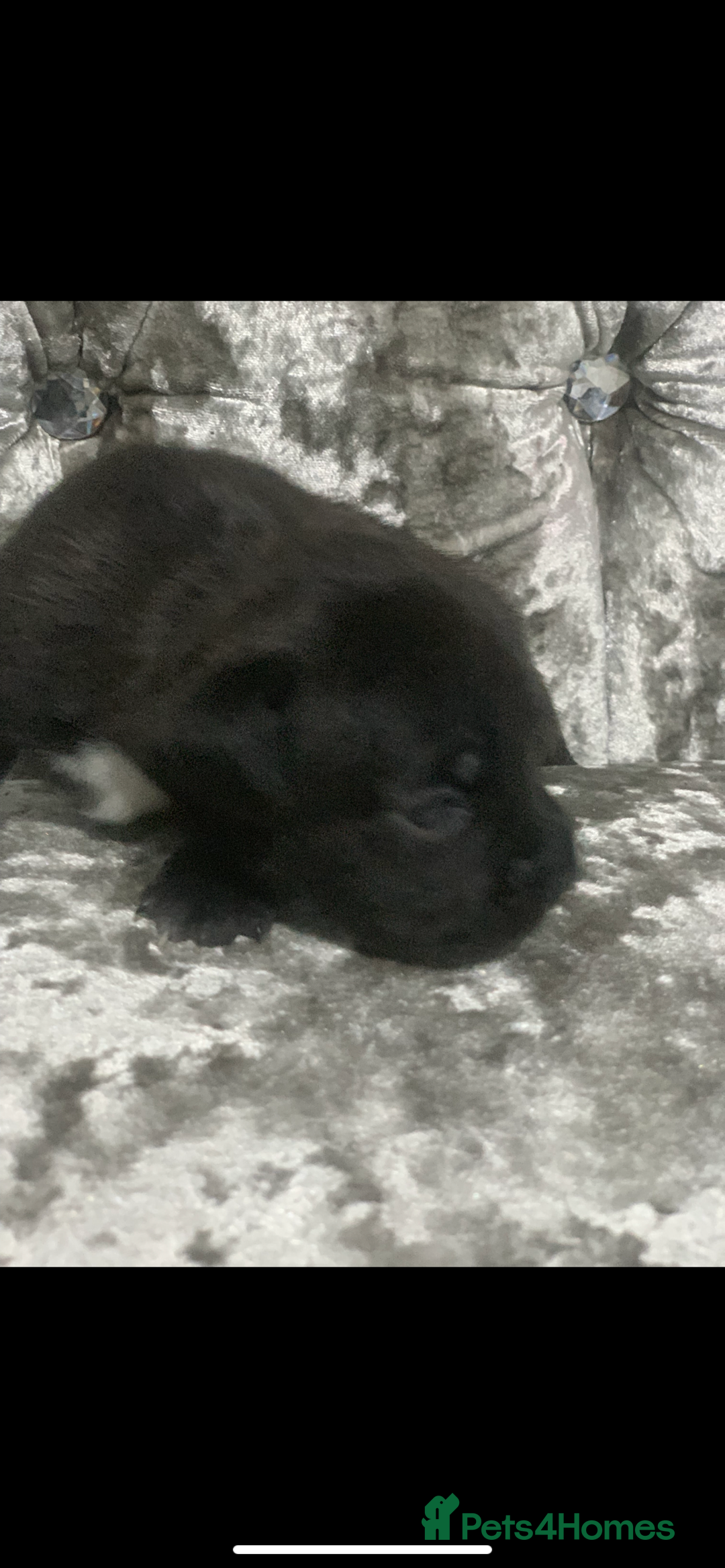 Staffordshire Bull Terrier dogs for sale: KC Reg Staffy Puppies Ready 3rd Dec - Image 11