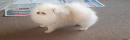 Pomeranian dogs for stud: White KC Registered pomeranian. *Stud duties only* - Advert 11