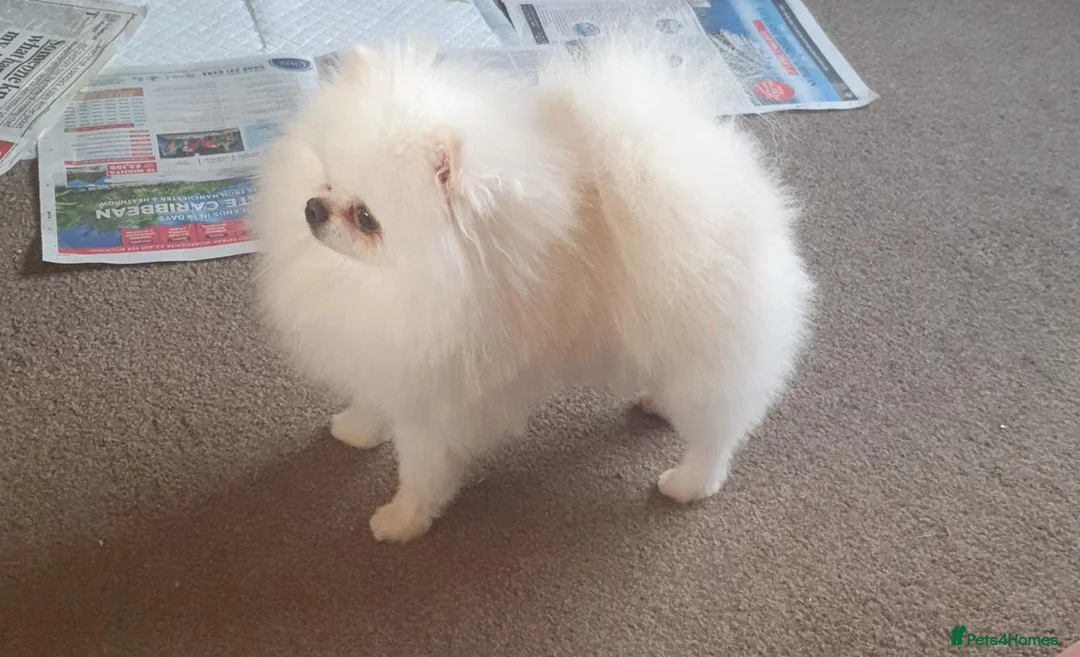 Pomeranian dogs for stud: White KC Registered pomeranian. *Stud duties only* - Advert 12