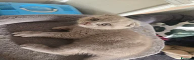 Male Folded Lilac kitten