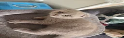 Scottish Fold cats for sale: Gorgeous & calm British Blue Scottish Fold kittens - Advert 6