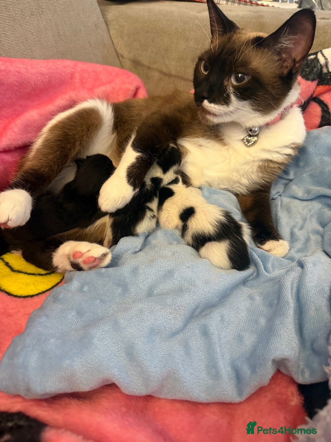 Domestic Shorthair cats for sale: Two beautiful kittens left - Image 8