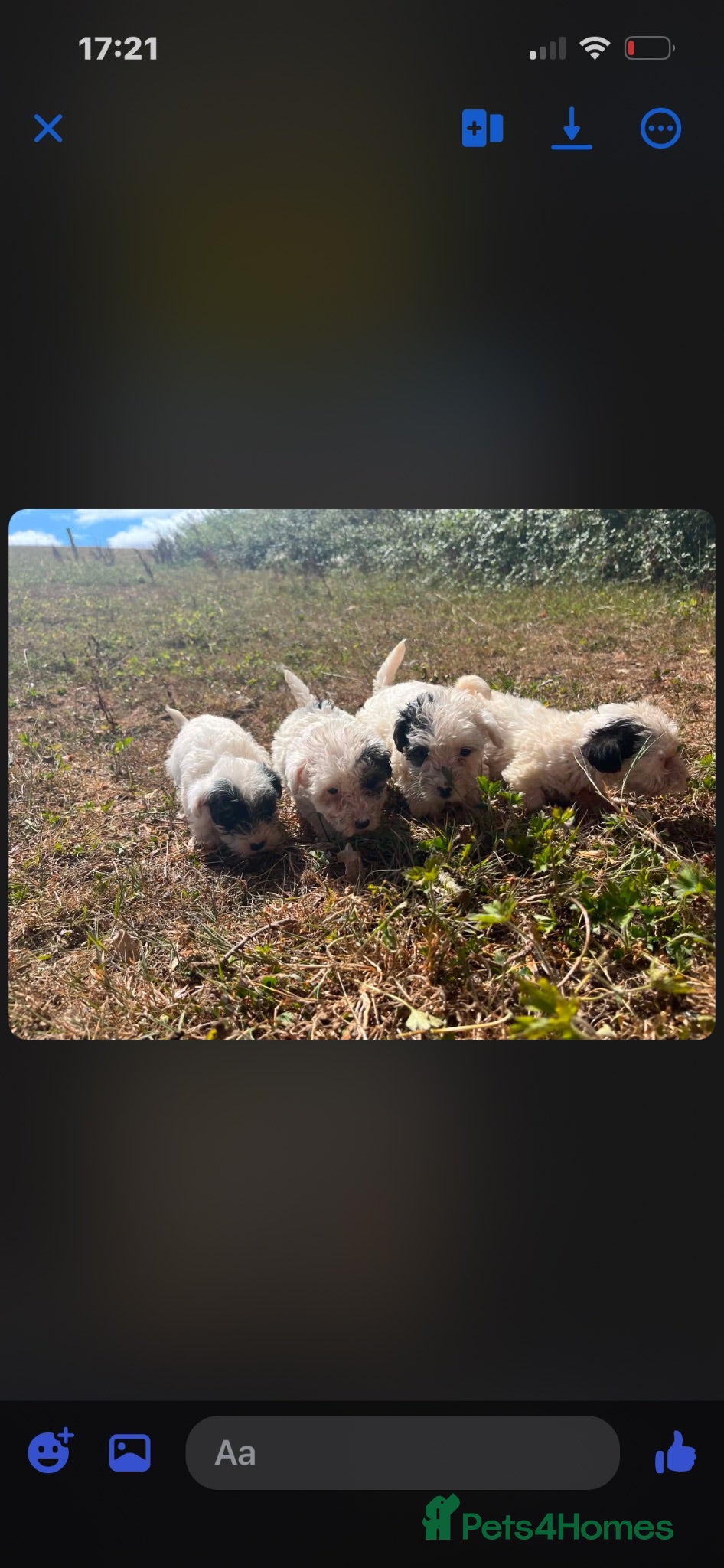 Sealyham Terrier dogs Sealyham puppies  - Advert 14