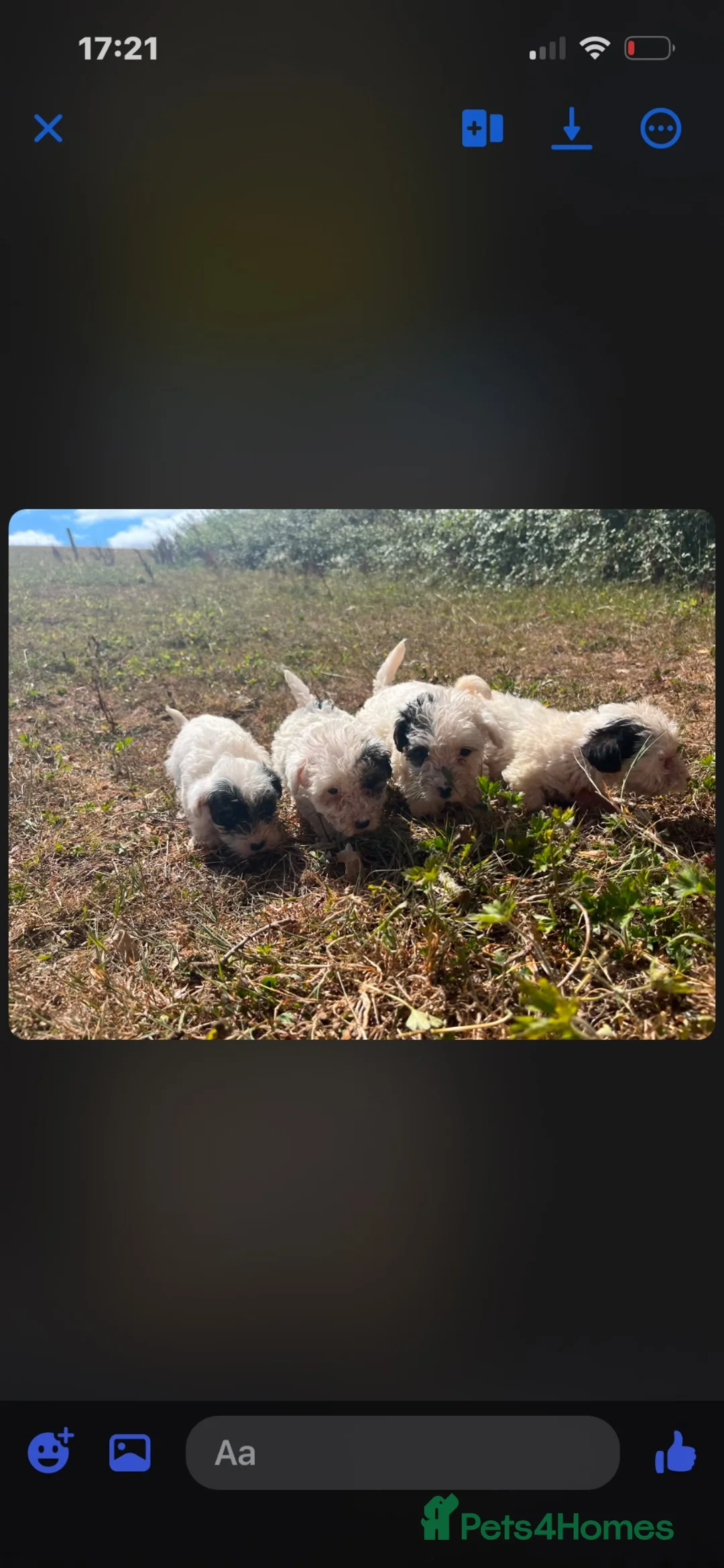 Sealyham Terrier dogs for sale: Sealyham puppies  - Advert 1