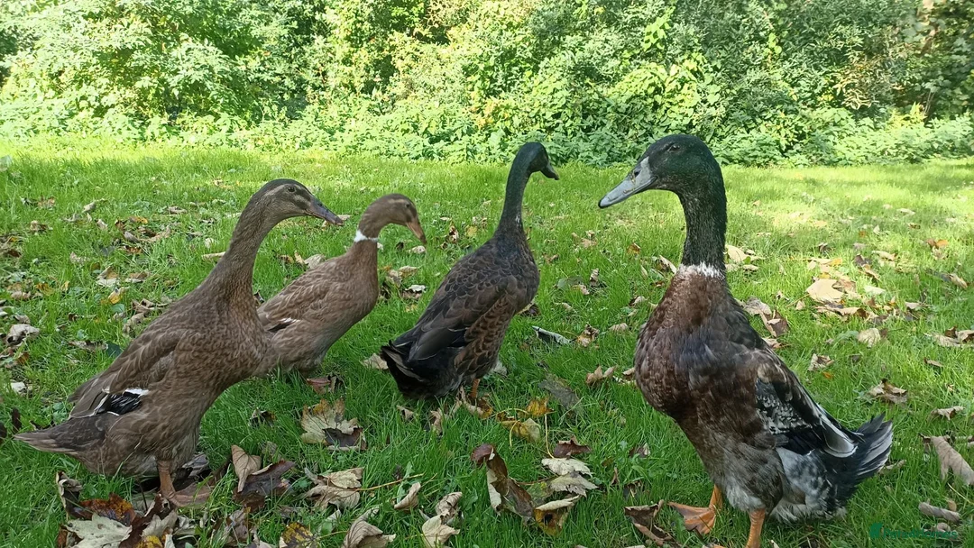 Ducks poultry for sale: Indian Runner Ducks in Chorley - Advert 2