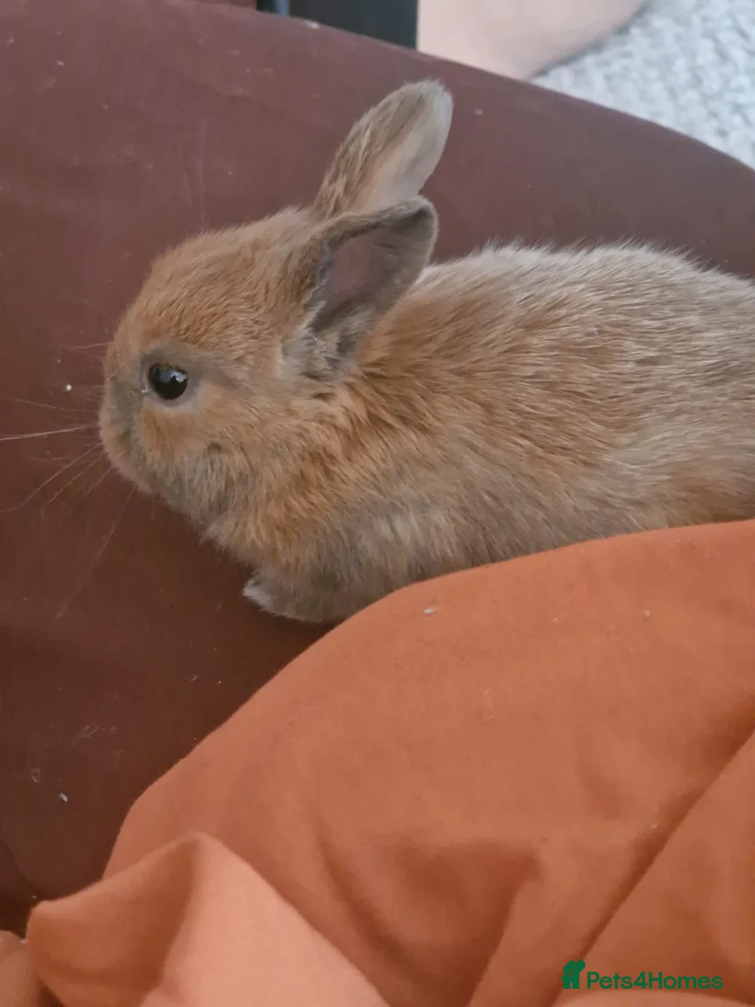 Mini Lop rabbits for sale: Adorable Rabbit Kits Looking for a Loving Home 🐰 - Advert 8