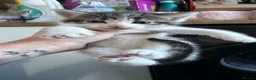Maine Coon cats for sale: XL Russian Maine Coon X Standard longhair - Advert 5