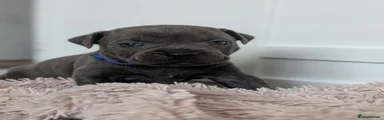 Staffordshire Bull Terrier 5