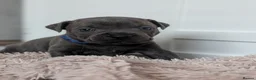 Staffordshire Bull Terrier dogs for sale: Merle and blue Staffordshire bull terrier puppies  in Bath - Advert 12