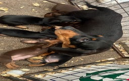 Miniature Dachshund dogs for sale: Mini dachshunds puppies fully vaccinated  - Image 7