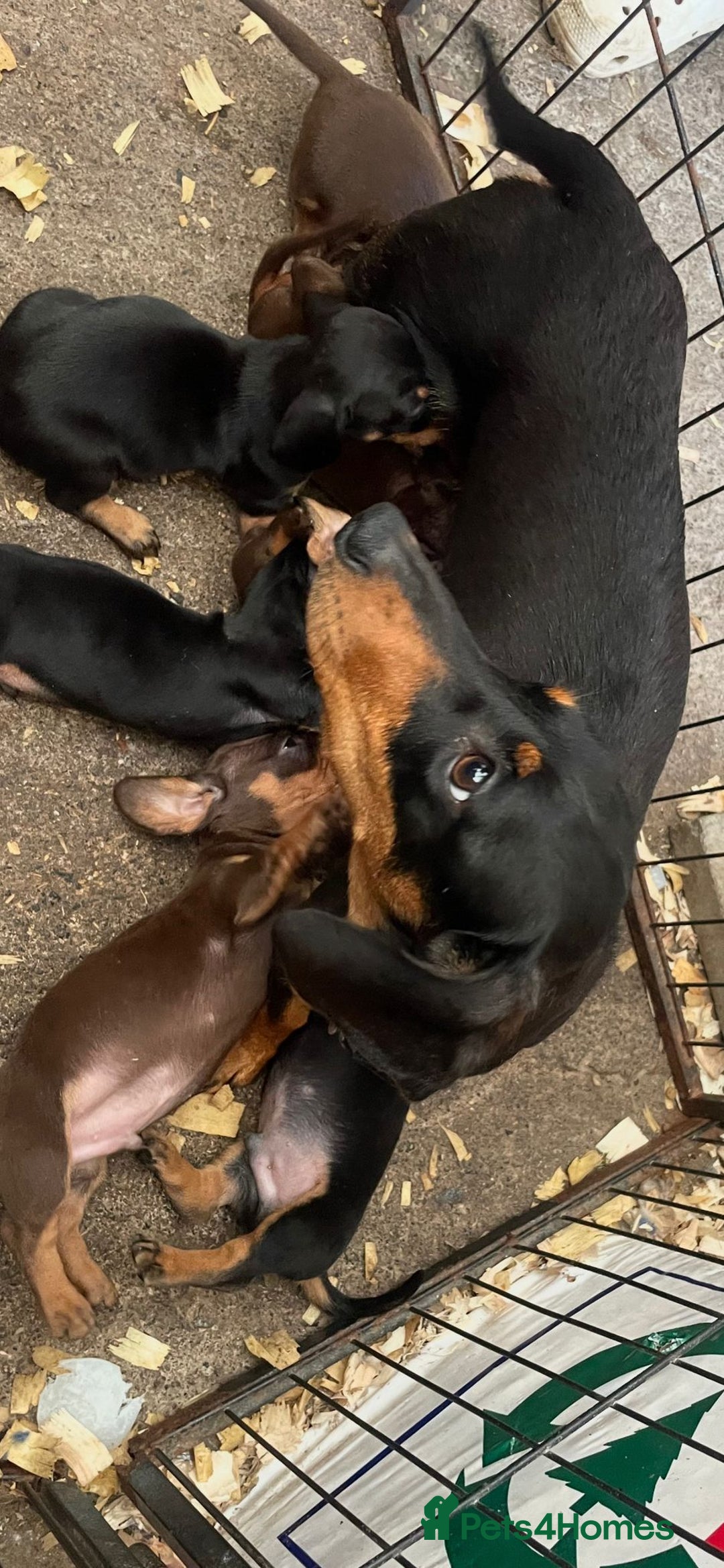 Miniature Dachshund dogs for sale: Mini dachshunds puppies fully vaccinated  - Image 7