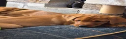 Labrador Retriever dogs for sale: Fox red labs for sale - Advert 11