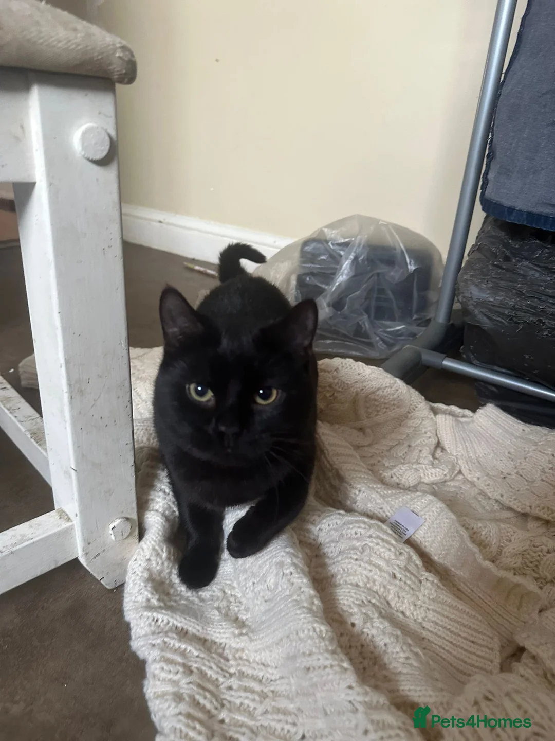 Mixed Breed cats for sale: 2 cata - Advert 8