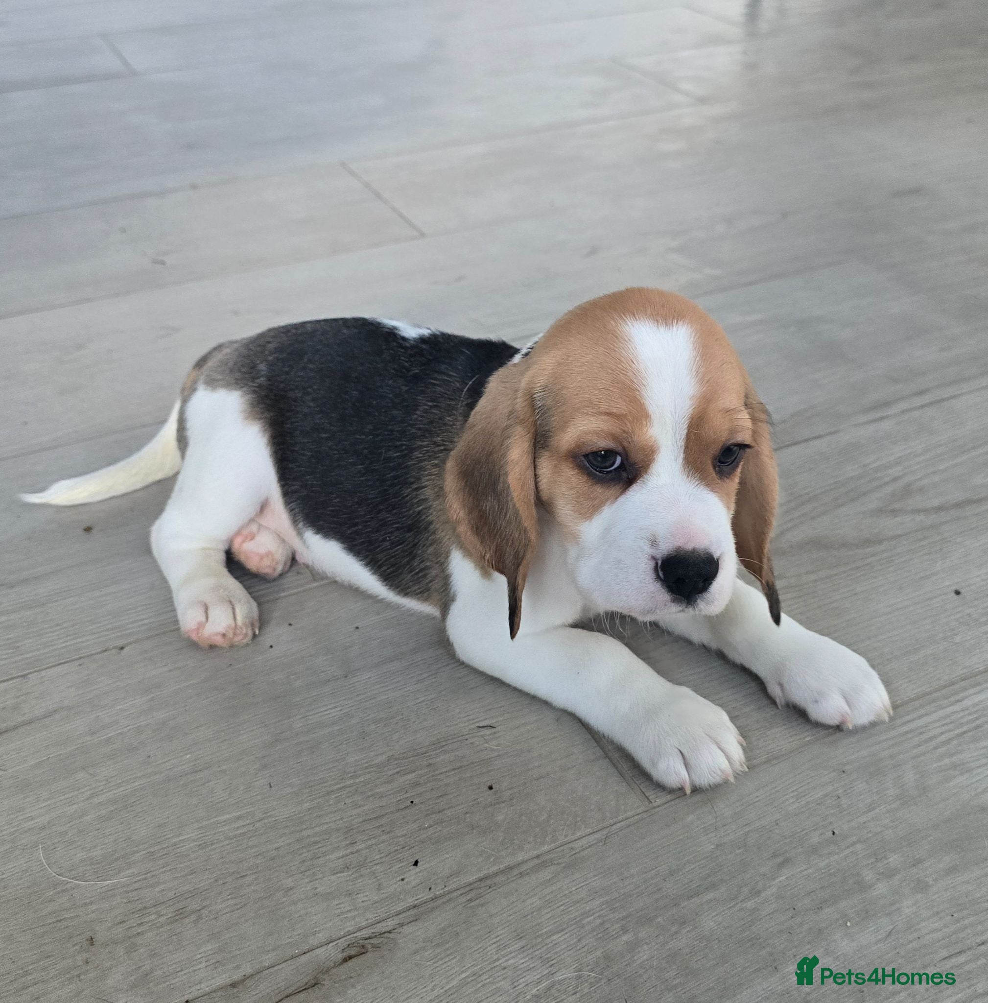 Beagle dogs 1 beautiful male beagle puppy - Advert 2