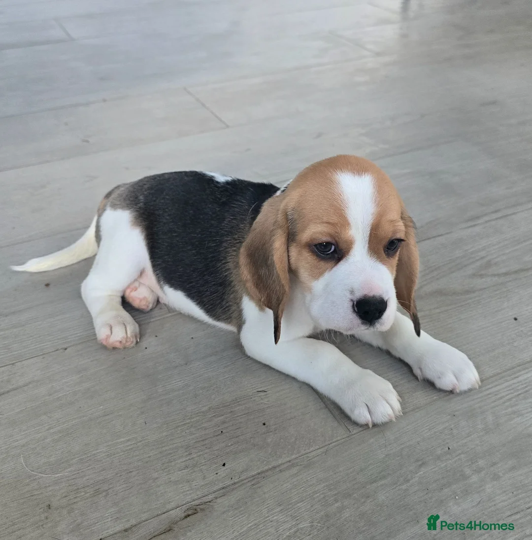 Beagle dogs for sale: 1 beautiful male beagle puppy in Leeds - Advert 2