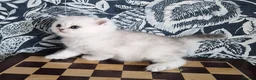 British Longhair cats for sale: Stunning Black Tipped British  - Advert 6