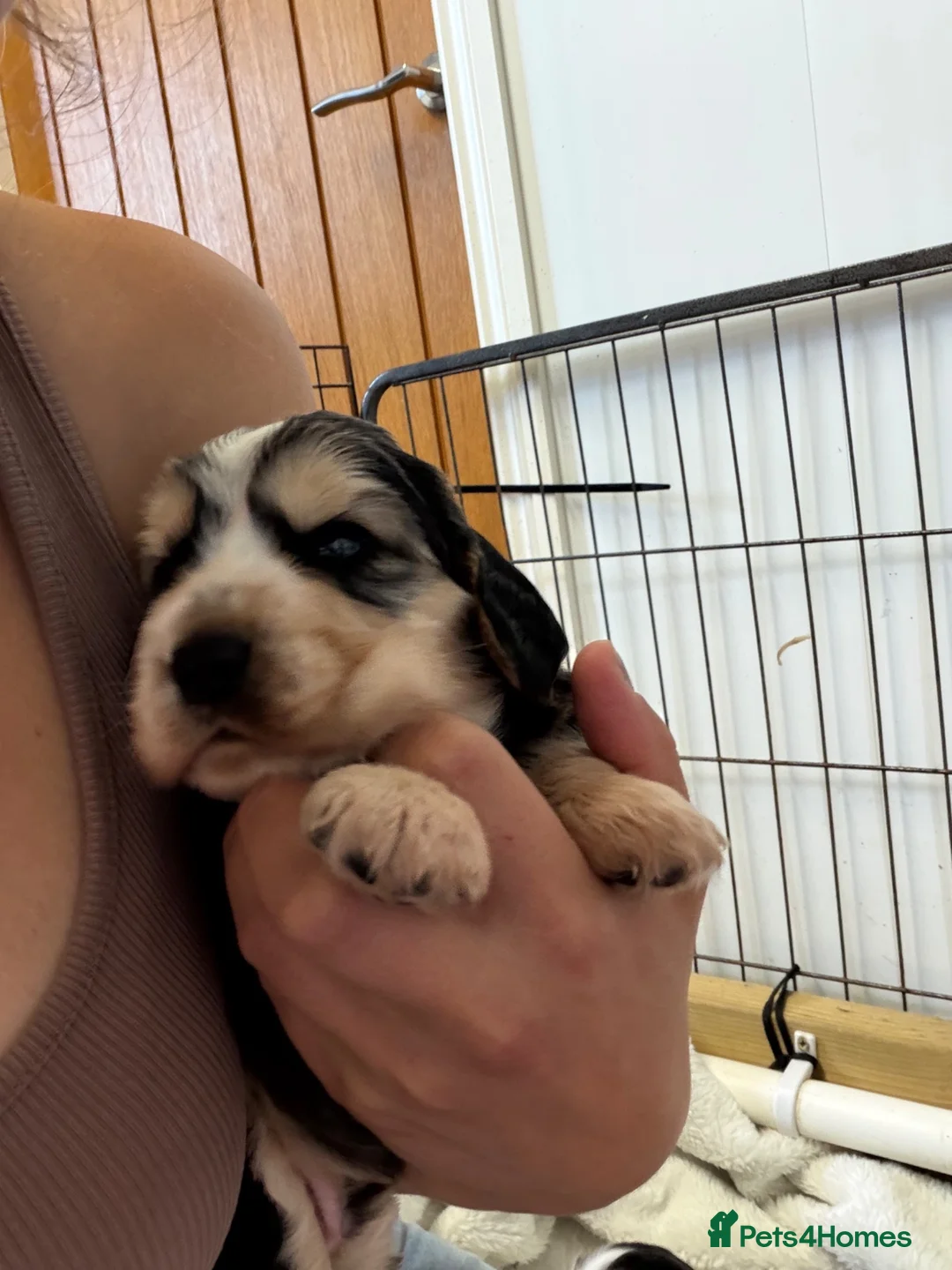 Cocker Spaniel dogs for sale: Stunning litter of show cocker puppies  in Kidwelly - Advert 32
