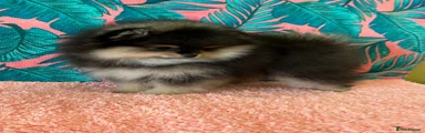 Pomeranian Puppy 3
