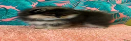 Pomeranian dogs for sale: Pom Puppies from Five Star breeder  - Advert 25