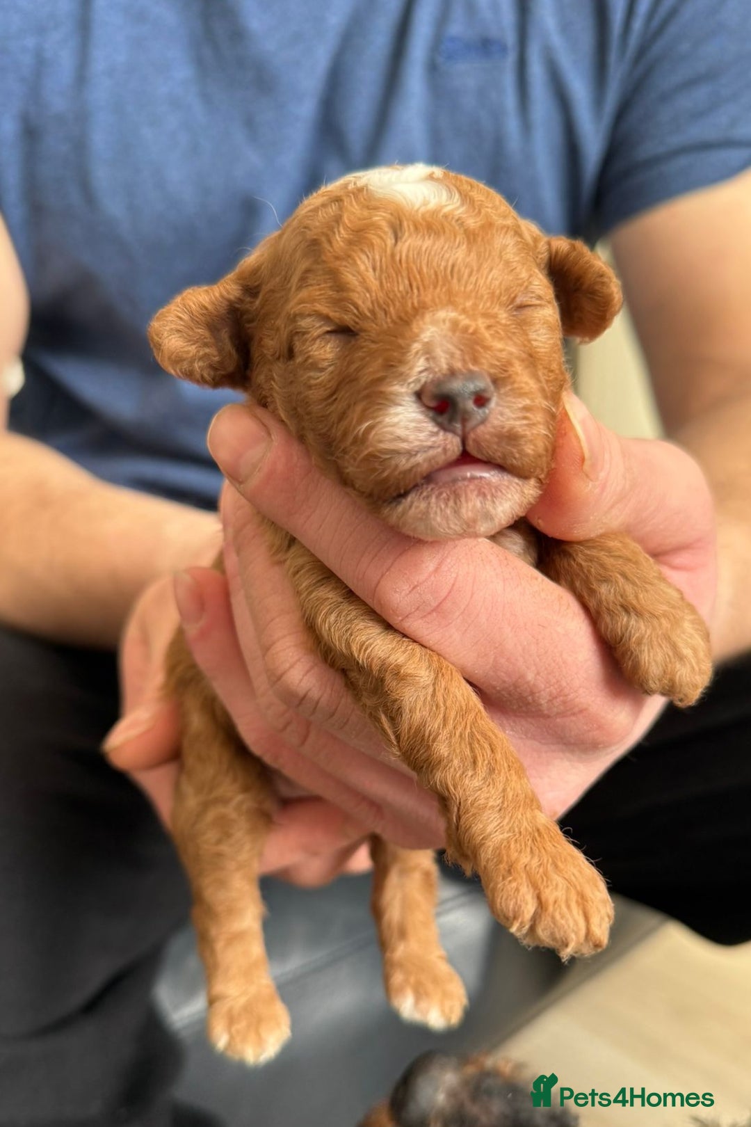 Toy Poodle dogs for sale: Beautiful Red & Phantom Toy Poodle's! KCregistered - Advert 9