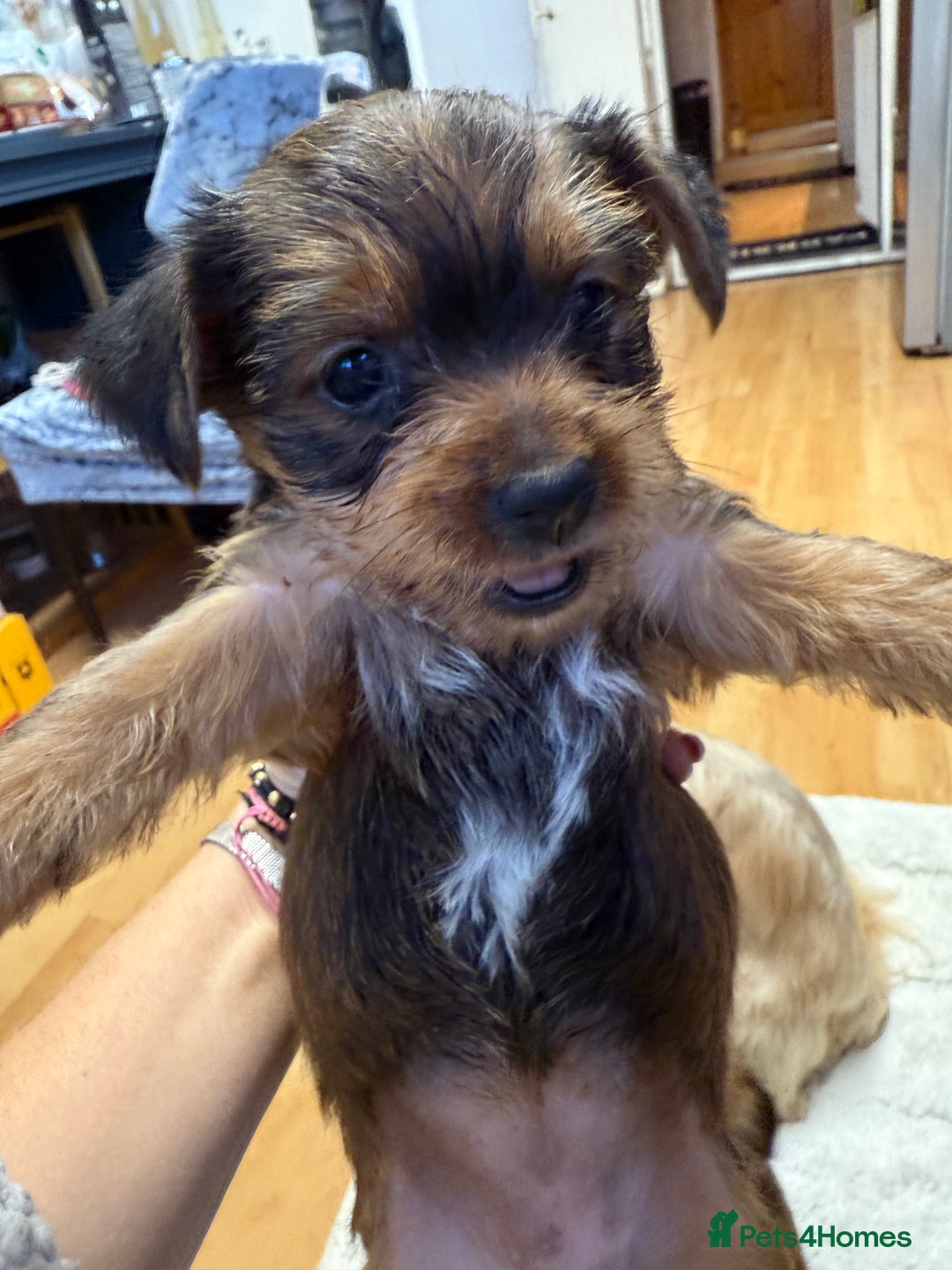 Yorkshire Terrier dogs for sale: Yorkshire Terrier  - Advert 16