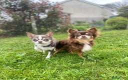 Chihuahua dogs for sale: XS Chocolate and Tan wrapped in Cream Boy  - Image 34