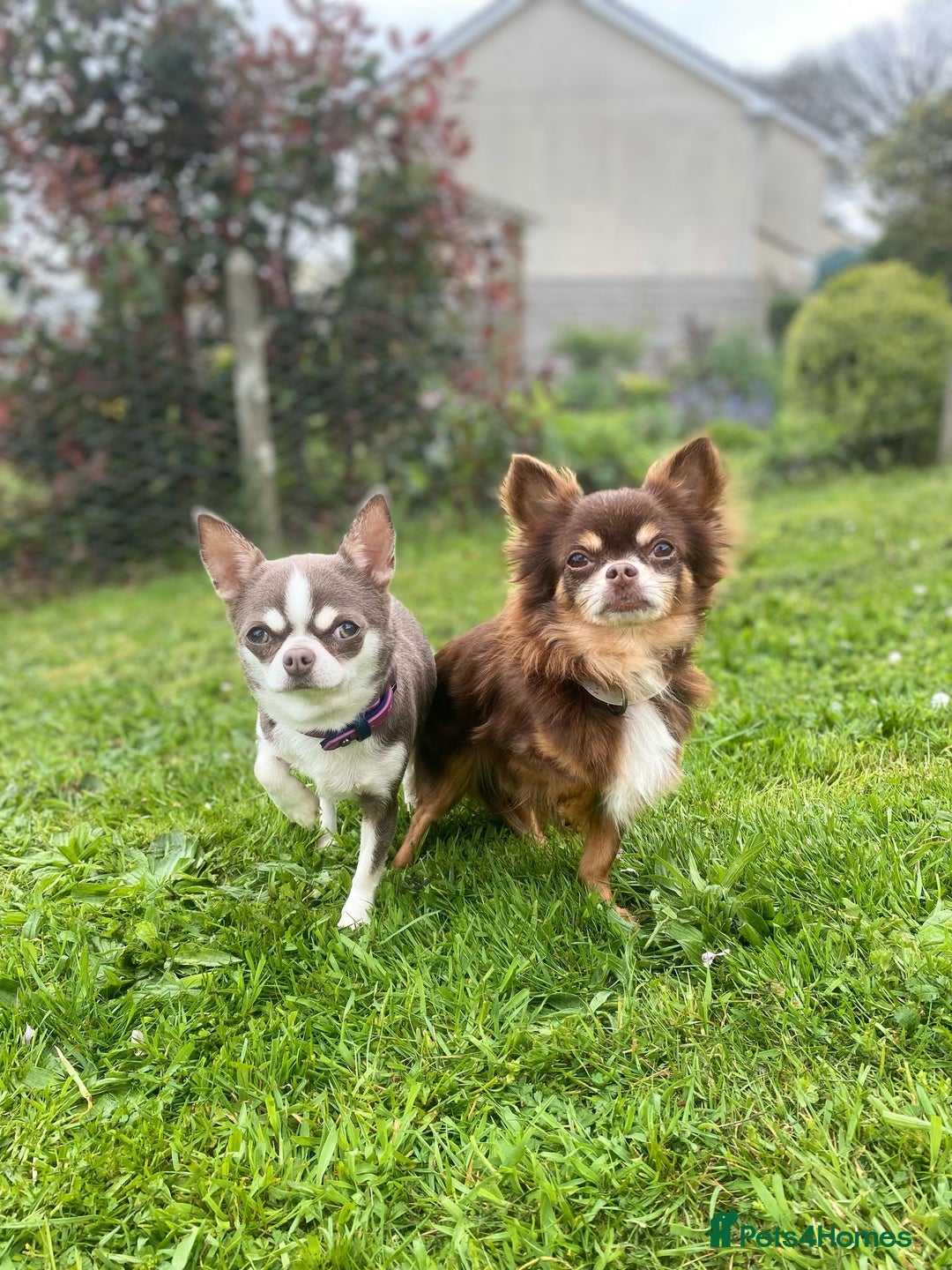 Chihuahua dogs for sale: XS Chocolate and Tan wrapped in Cream Boy  - Image 34
