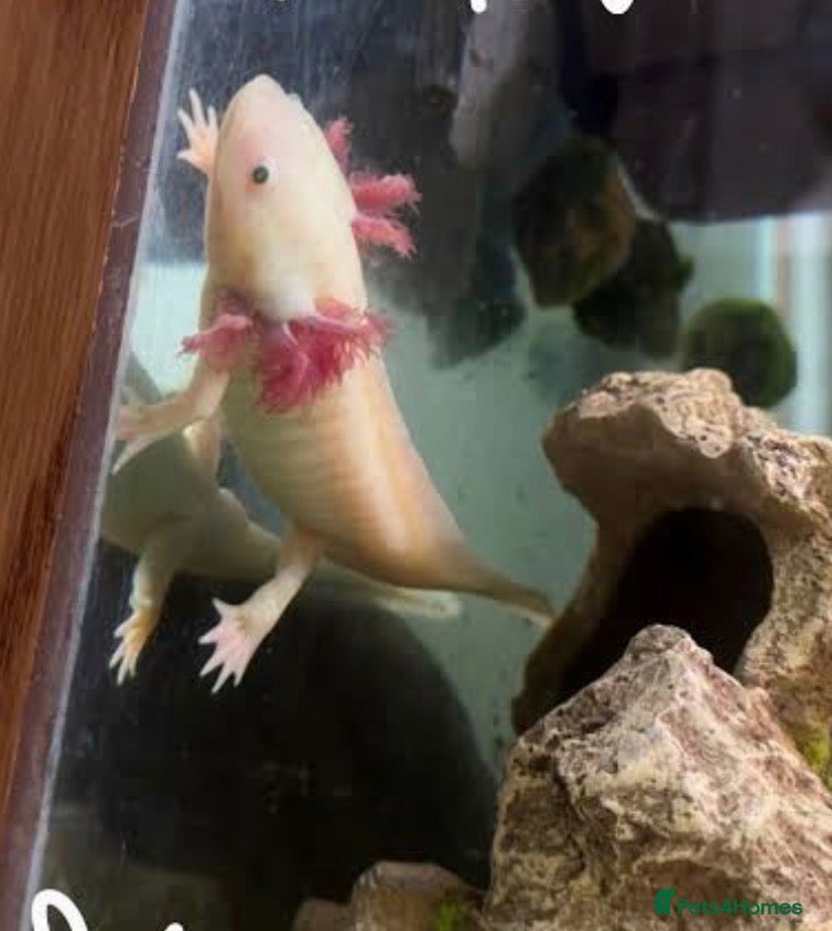 Angelfish fish axolotl - Advert 2