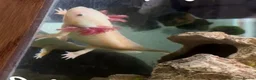 Angelfish fish for sale: axolotl in London - Advert 1