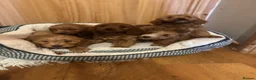 Cockapoo dogs for sale: Gorgeous show type cockapoo Puppys  - Advert 25