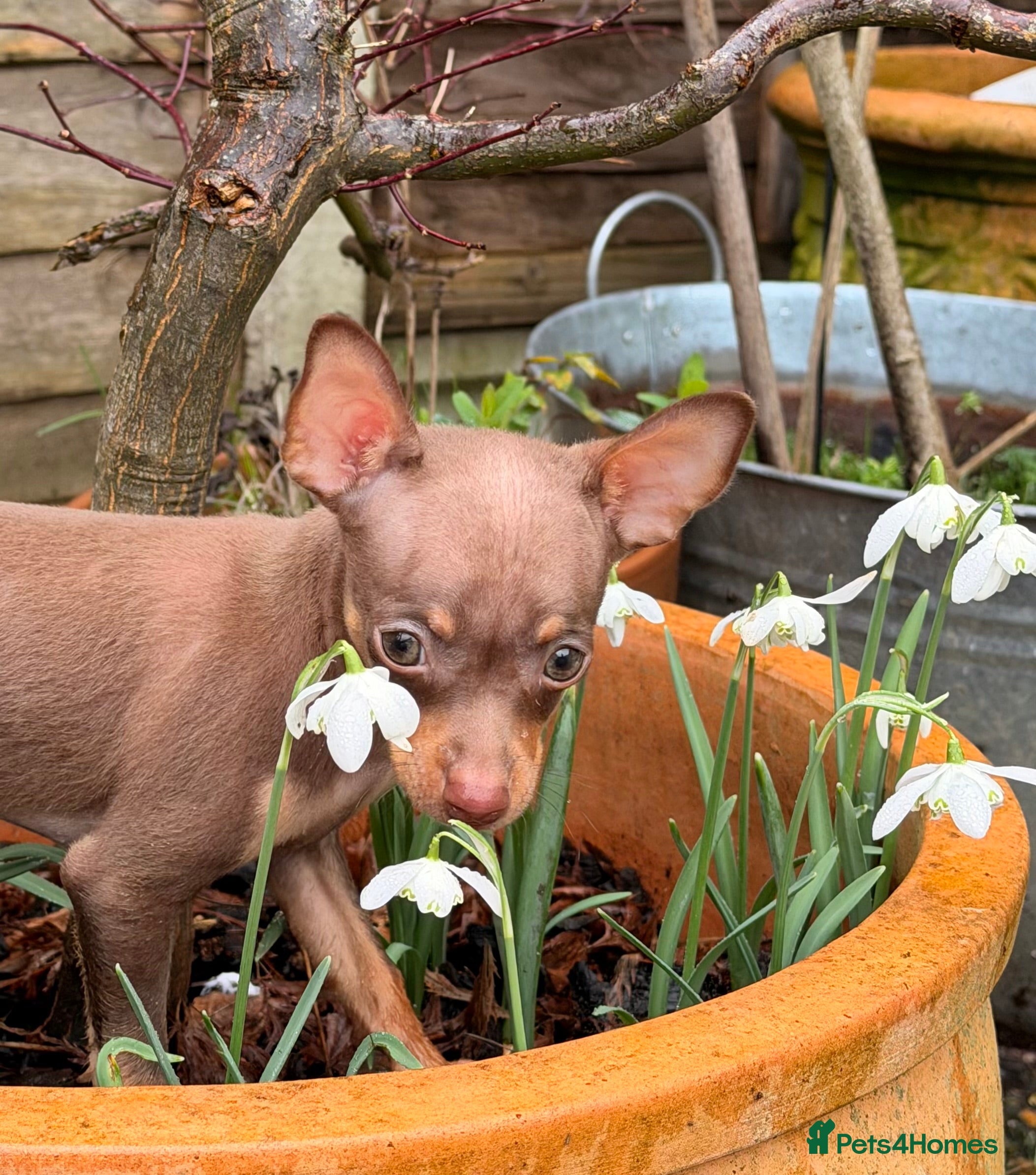 Russian Toy Terrier dogs Ready to join your family  - Advert 1