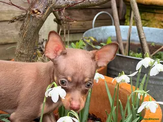 Russian Toy Terrier dogs Ready to join your family - Advert 1