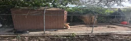 Continental Giant rabbits for sale: Giant rabbits - Advert 3