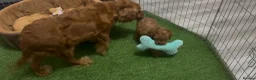 Cockapoo dogs for sale: F1 Deep Fox Red Cockapoo Boy - Advert 5