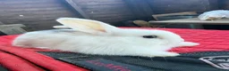 Mini Lop rabbits for sale: Mini lop bunnies  - Advert 8