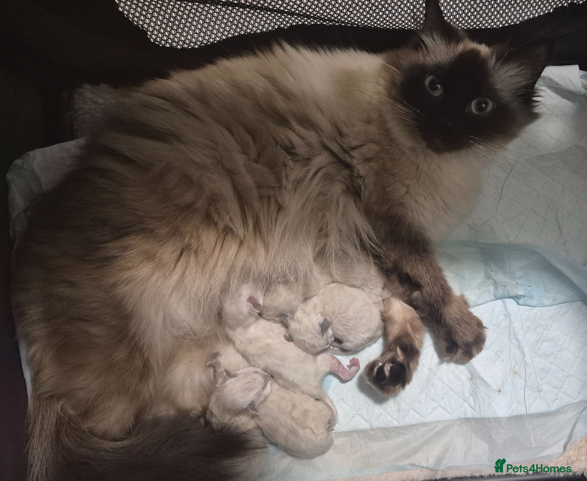 Ragdoll cats ⭐️ Waiting List ⭐️ Seal Mink Ragdolls - Advert 1