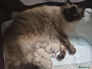 Ragdoll cats ⭐️ Waiting List ⭐️ Seal Mink Ragdolls - Advert 4