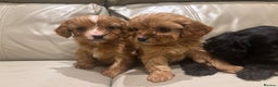 Cavapoo dogs for sale: Beautiful cavapoos  - Advert 2