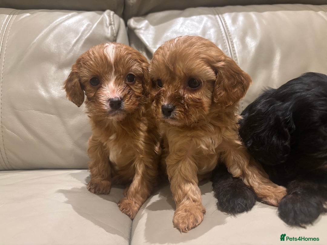 Cavapoo dogs for sale: Beautiful cavapoos  - Advert 2