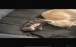 Chihuahua dogs for sale: Quality Tiny Teacup Chihuahua Female Puppy  - Image 8