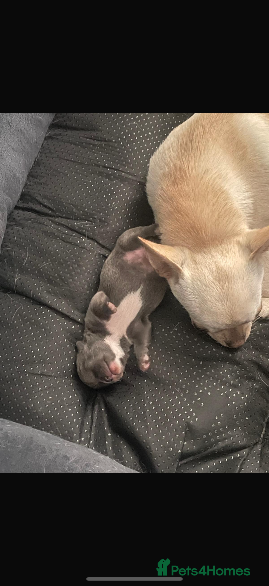 Chihuahua dogs for sale: Quality Tiny Teacup Chihuahua Female Puppy  - Image 8
